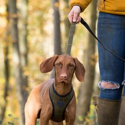 HUGO & HUDSON Checked Tweed Dog Leash, Dark Green, Large slide 2 of 9
