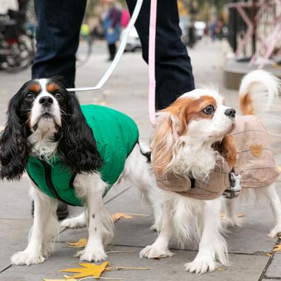 Show full view: HUGO & HUDSON Checked Tweed Dog Leash, Pink, Large slide 3 of 10