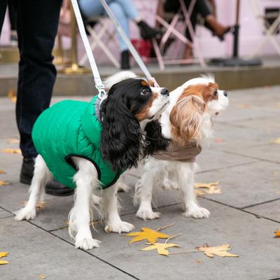 Show full view: HUGO & HUDSON Checked Tweed Dog Leash, Pink, Large slide 8 of 10