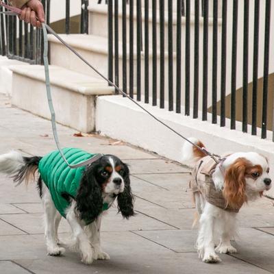 Show full view: HUGO & HUDSON Checked Tweed Dog Leash, Pink, Large slide 9 of 10