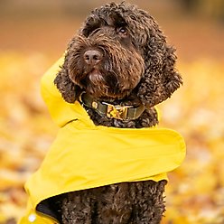 HUGO & HUDSON Checked Tweed Metal Buckle Dog Collar, Dark Green, Large slide 2 of 9