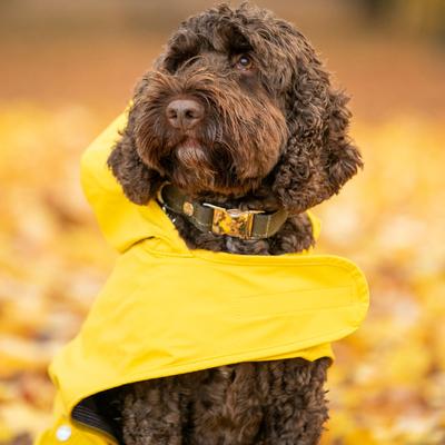 Show full view: HUGO & HUDSON Checked Tweed Metal Buckle Dog Collar, Dark Green, Large slide 3 of 11