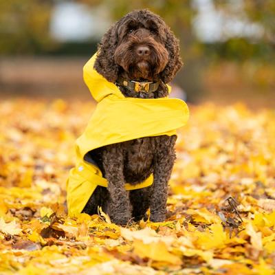 Show full view: HUGO & HUDSON Checked Tweed Metal Buckle Dog Collar, Dark Green, Large slide 7 of 11