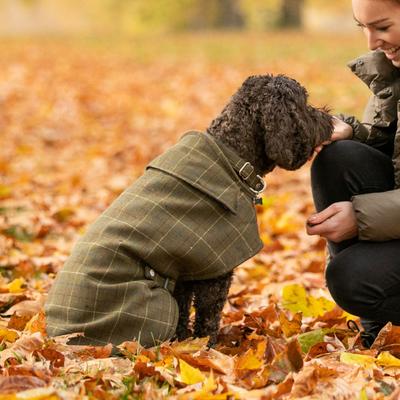 Show full view: HUGO & HUDSON Checked Tweed Metal Buckle Dog Collar, Dark Green, Large slide 10 of 11