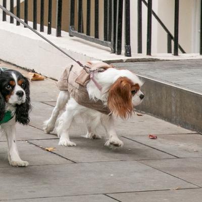 Show full view: HUGO & HUDSON Checked Tweed Metal Buckle Dog Collar, Pink, X-Small slide 2 of 10