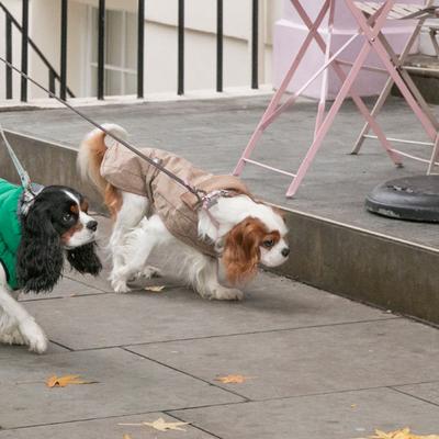 Show full view: HUGO & HUDSON Checked Tweed Metal Buckle Dog Collar, Pink, X-Small slide 6 of 10