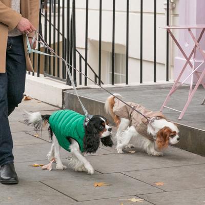 Show full view: HUGO & HUDSON Checked Tweed Metal Buckle Dog Collar, Pink, X-Small slide 7 of 10