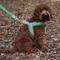 Show in main carousel: HUGO & HUDSON Easy V Dog Harness, Green, Size 9 slide 9 of 10