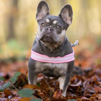 Show full view: HUGO & HUDSON Easy V Dog Harness, Pink, Size 8 slide 8 of 10