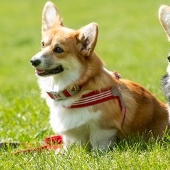 HUGO & HUDSON Easy V Dog Harness, Red, Size 2 slide 2 of 9