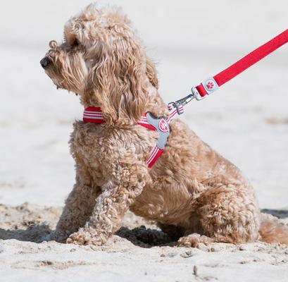 Show full view: HUGO & HUDSON Easy V Dog Harness, Red, Size 2 slide 7 of 11