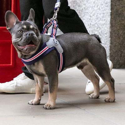 Show full view: HUGO & HUDSON Easy V Dog Harness, Red, White & Blue, Size 4 slide 7 of 10