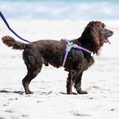 Show full view: HUGO & HUDSON Easy V Dog Harness, Red, White & Blue, Size 4 slide 8 of 10