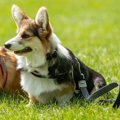 Show full view: HUGO & HUDSON Easy V Dog Harness, Red, White & Blue, Size 9 slide 6 of 10