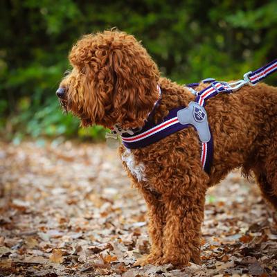 Show full view: HUGO & HUDSON Easy V Dog Harness, Red, White & Blue, Size 9 slide 9 of 10