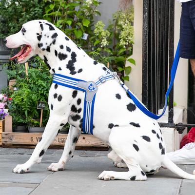 Show full view: HUGO & HUDSON Easy V Dog Harness, Royal Blue, Size 7 slide 7 of 11