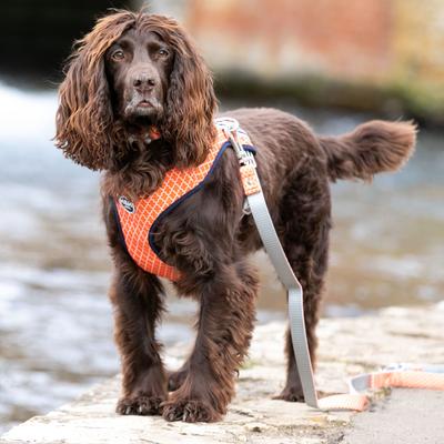 Show full view: HUGO & HUDSON Geometric Print Dog Harness, Orange, Medium slide 2 of 9