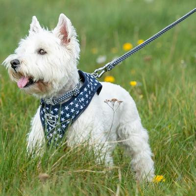 Show full view: HUGO & HUDSON Geometric Printed Dog Leash, Navy, Medium/Large slide 5 of 9