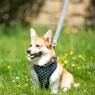 Show full view: HUGO & HUDSON Geometric Printed Dog Leash, Navy, Medium/Large slide 6 of 9