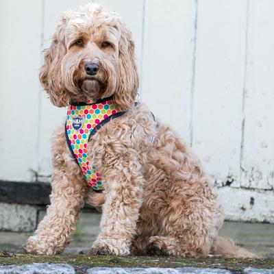Show full view: HUGO & HUDSON Geormetric Print Dog Harness, Multi Coloured, Small slide 9 of 10