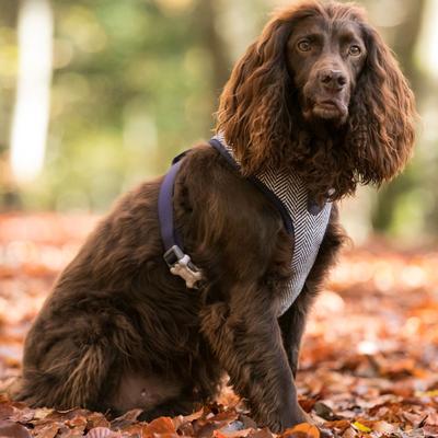 Show full view: HUGO & HUDSON Herringbone Tweed Dog Harness, Navy, Large slide 8 of 9