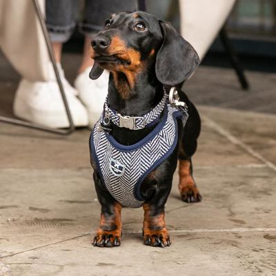 Show full view: HUGO & HUDSON Herringbone Tweed Dog Harness, Navy, X-Small slide 2 of 9