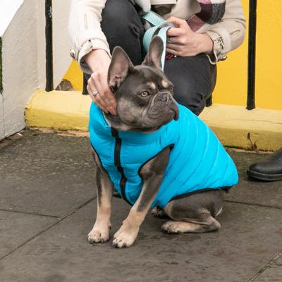 Show full view: HUGO & HUDSON Herringbone Tweed Dog Leash, Aqua, Large slide 8 of 10