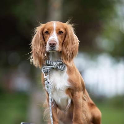 Show full view: HUGO & HUDSON Herringbone Tweed Dog Leash, Grey, Large slide 7 of 9
