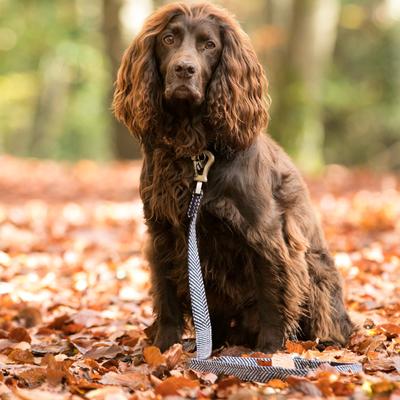 Show full view: HUGO & HUDSON Herringbone Tweed Dog Leash, Navy, Small slide 7 of 9