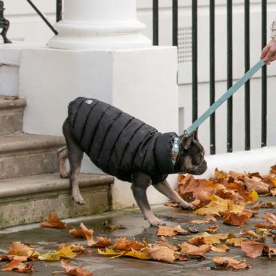 Show full view: HUGO & HUDSON Herringbone Tweed Metal Buckle Dog Collar, Aqua, Large slide 6 of 10