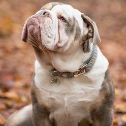 HUGO & HUDSON Herringbone Tweed Metal Buckle Dog Collar, Grey, Large slide 2 of 9