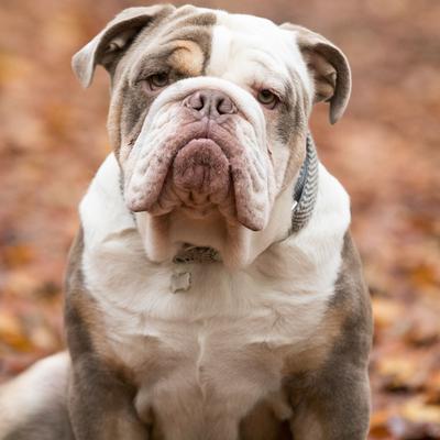 Show full view: HUGO & HUDSON Herringbone Tweed Metal Buckle Dog Collar, Grey, Large slide 9 of 11