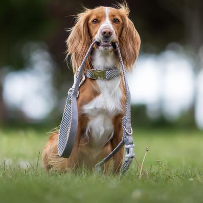 Show full view: HUGO & HUDSON Herringbone Tweed Metal Buckle Dog Collar, Grey, X-Small slide 6 of 10