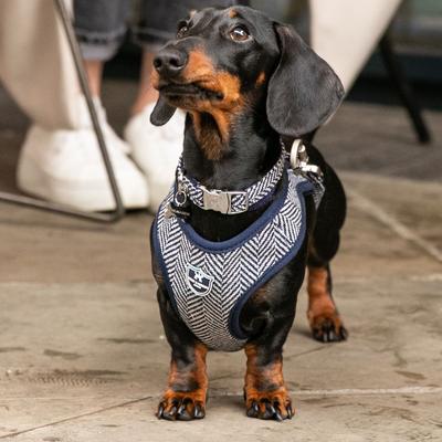 Show full view: HUGO & HUDSON Herringbone Tweed Metal Buckle Dog Collar, Navy, Medium slide 2 of 10