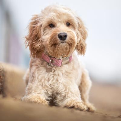 Show full view: HUGO & HUDSON Herringbone Tweed Metal Buckle Dog Collar, Pink, Large slide 9 of 11