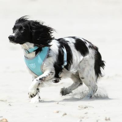 Show full view: HUGO & HUDSON Mesh Dog Collar, Aqua, Large slide 5 of 8