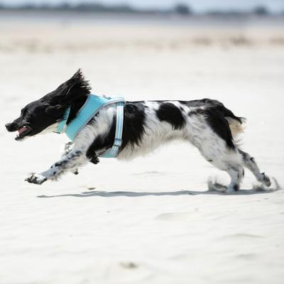 Show full view: HUGO & HUDSON Mesh Dog Collar, Aqua, Large slide 7 of 8