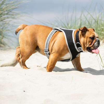 Show full view: HUGO & HUDSON Mesh Dog Collar, Black, Medium slide 2 of 9