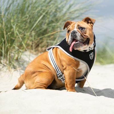 Show full view: HUGO & HUDSON Mesh Dog Collar, Black, Medium slide 8 of 9