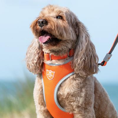 Show full view: HUGO & HUDSON Mesh Dog Collar, Orange, Small slide 4 of 8