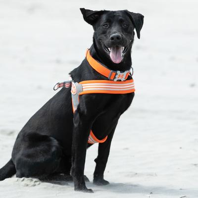 Show full view: HUGO & HUDSON Mesh Dog Collar, Orange, Small slide 8 of 8