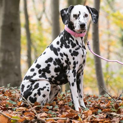 Show full view: HUGO & HUDSON Mesh Dog Collar, Pink, Large slide 5 of 8