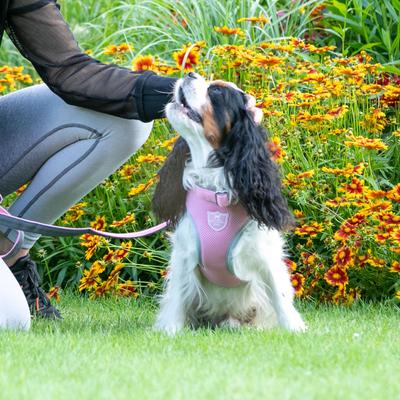Show full view: HUGO & HUDSON Mesh Dog Collar, Pink, Large slide 6 of 8