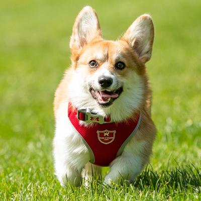 Show full view: HUGO & HUDSON Mesh Dog Collar, Red, Large slide 3 of 9