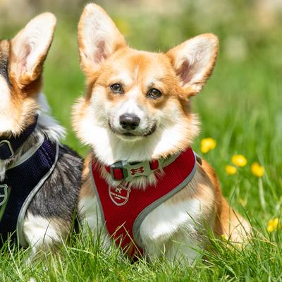 Show full view: HUGO & HUDSON Mesh Dog Collar, Red, X-Small slide 5 of 8