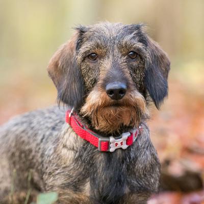 Show full view: HUGO & HUDSON Mesh Dog Collar, Red, X-Small slide 6 of 8