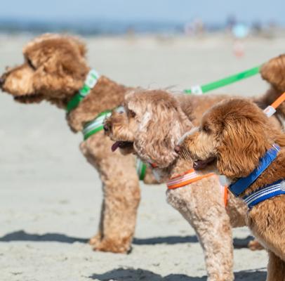 Show full view: HUGO & HUDSON Mesh Dog Collar, Royal Blue, Large slide 8 of 9