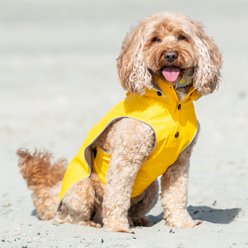 HUGO & HUDSON Mesh Dog Collar, Yellow, Large slide 2 of 9