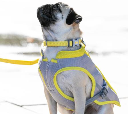 Show full view: HUGO & HUDSON Mesh Dog Collar, Yellow, Small slide 8 of 9