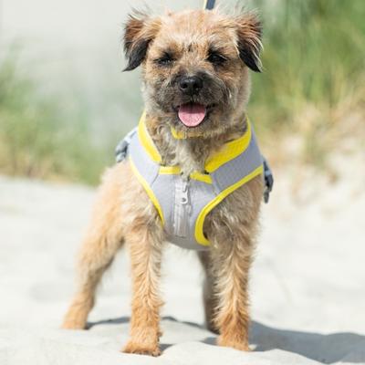 Show full view: HUGO & HUDSON Mesh Dog Collar, Yellow, X-Small slide 6 of 9